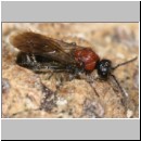 Smicromyrme rufipes - Rotbeinige Spinnenameise m03 10mm.jpg